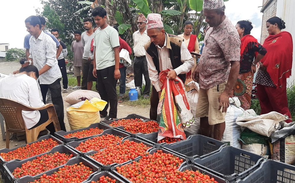 अकबरे खुर्सानी बाटै लाखौँ आम्दानी