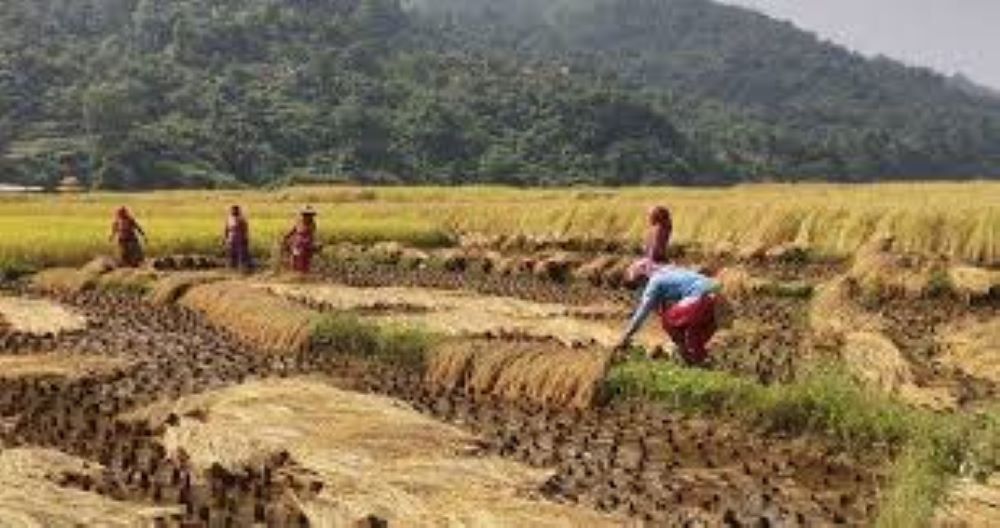 चाडबाडकै बीचमा किसान बाली भित्र्याउन व्यस्त