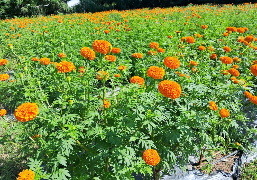 तिहारमा काठमाडौँ महानगरभित्र विदेशी फूल प्रतिबन्धित,नेपाली किसानलाई प्रोत्साहन