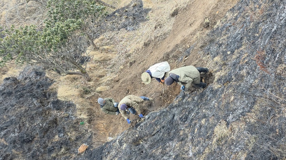 धौलागिरि आइसफल जोड्ने पदमार्ग निर्माणका लागि स्थानीयबासी जङ्गलमै बास बसेर काम गर्दै