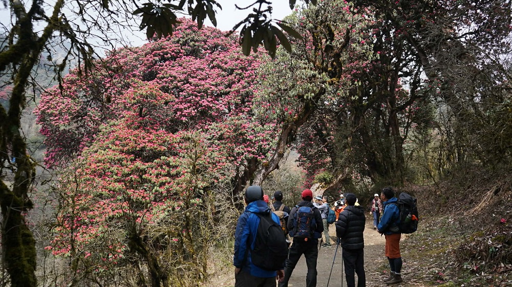 लालीगुराँसले लान्यो पर्यटक, घोडेपानीका होटलहरु पर्यटकले भरिभराउ