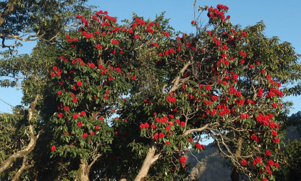 बागलुङका घरबासमा सत्कारले लोभिन्छन् पर्यटक, लालीगुराँसको फूलले मोहित पाहुना