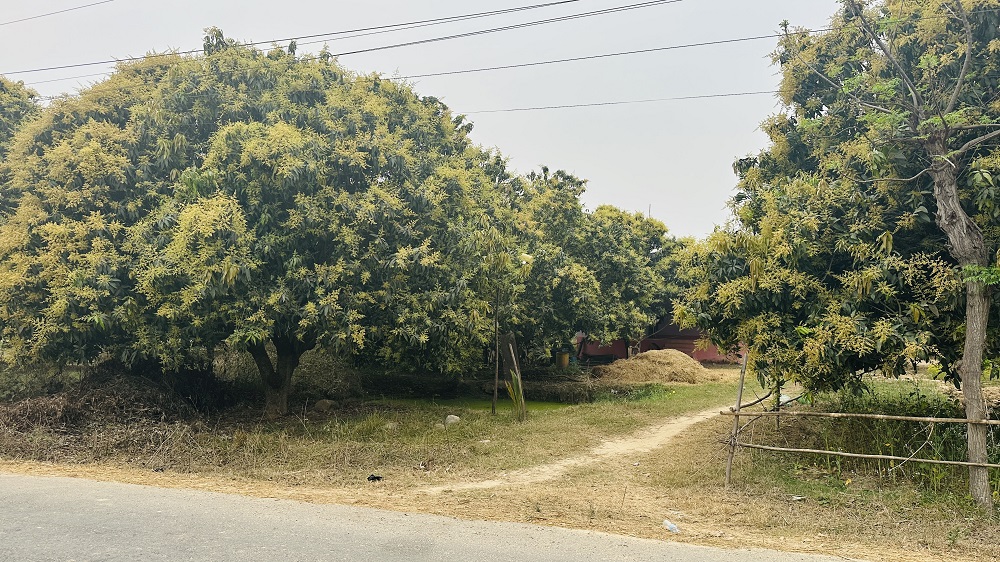 सिरहामा आँपका बगैँचा ढकमक्क मञ्जरीले भरिए, उत्पादन बढ्ने अपेक्षा
