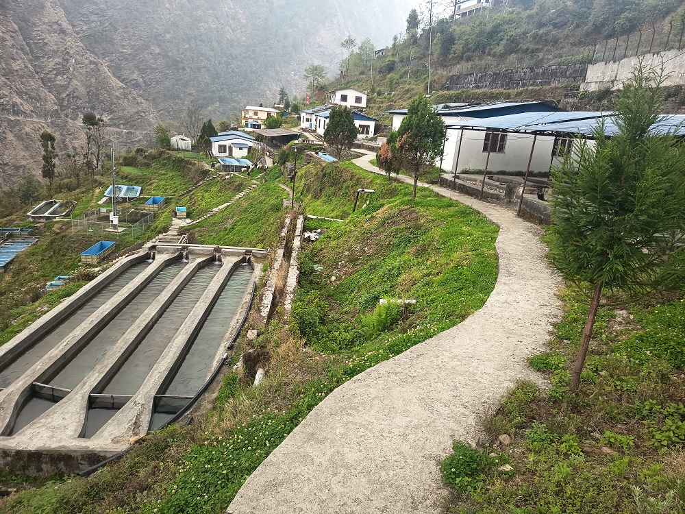 हिमाली जिल्ला रसुवा अब रेन्वो ट्राउट माछापालनका लागि उपयुक्त