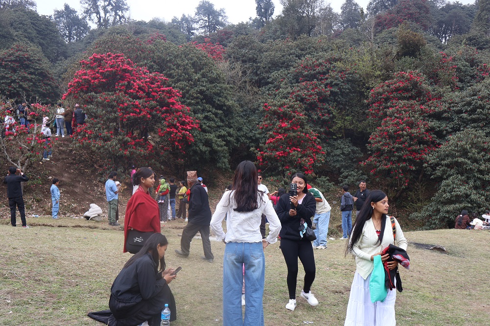 गुराँस फूलेपछि तिनजुरे क्षेत्रमा पर्यटकको चहलपहल
