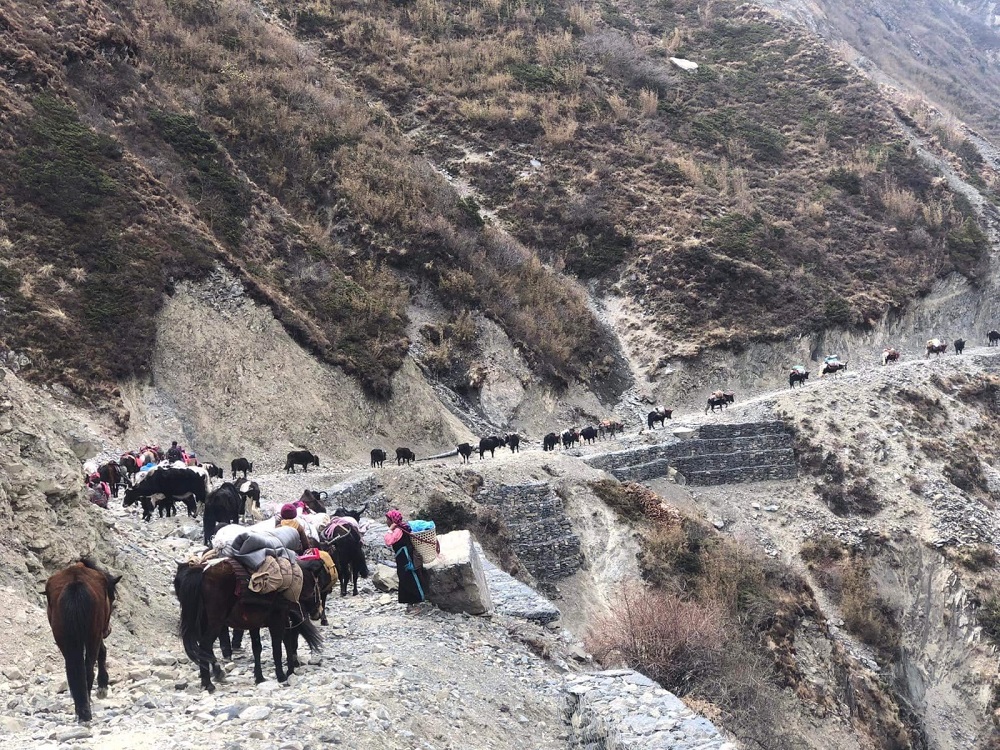 सुरु भयो यार्सागुम्बा सङ्कलन सिजन, छेकम्पारका बासिन्दा लागे लेकतिर