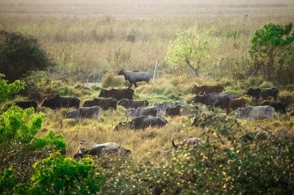 कोशी टप्पु आन्तरिक र बाह्य पर्यटकको रोजाइमा, यो वर्ष मात्रै ११ हजार ६०३ जनाले गरे भ्रमण