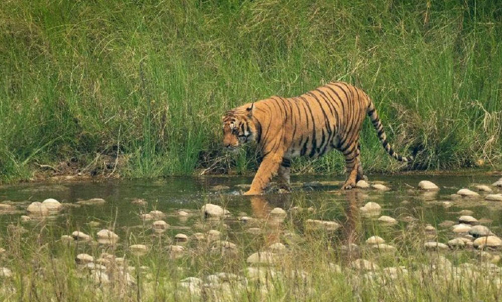 नेपालमा बाघको सङ्ख्या ४२९ पुग्यो